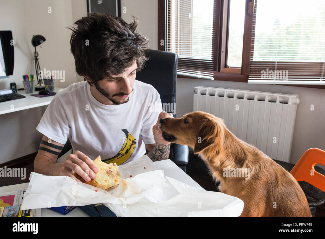 L'Italia, Cuggiono, cucciolo di cane in ufficio Foto Stock