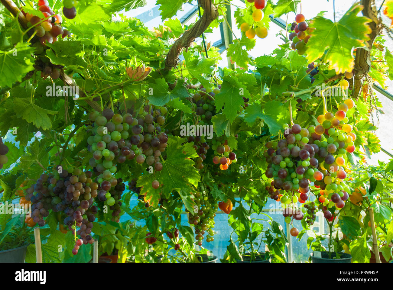 I grappoli di colorate home coltivate uve penzolante dal tetto di un riparto green house come esse maturano sotto il sole. Foto Stock