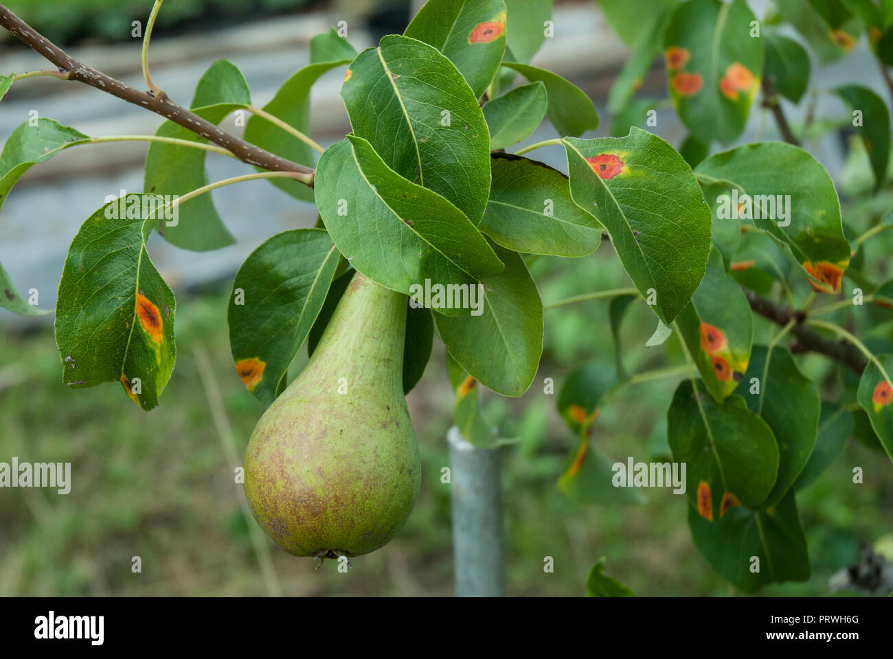 Arancio brillante macchie di ruggine fungina su foglie di una conferenza pera. (Istruttivo, come riconoscere la pera ruggine). Foto Stock