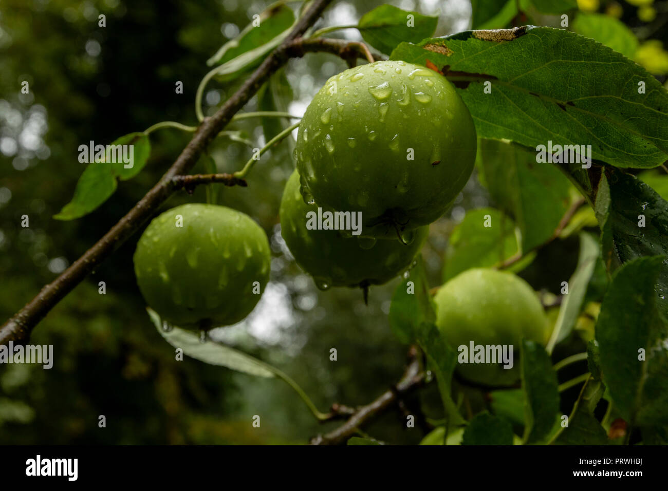 Mele Verdi su un ramo con gocce d'acqua, pronto per essere raccolto nel Somerset Gran Bretagna Foto Stock