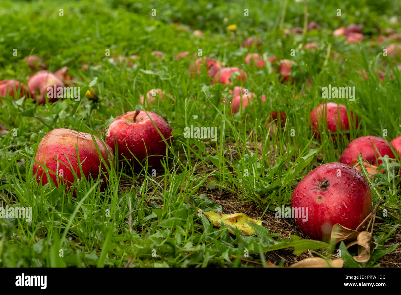 Le mele rosse sull'erba caduto da melo, Somerset, Inghilterra Foto Stock