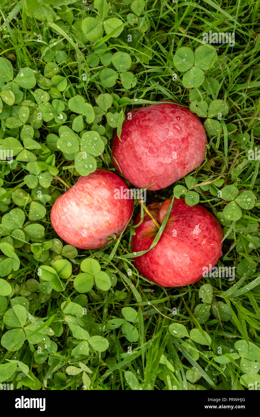 Le mele rosse sull'erba caduto da melo, Somerset, Inghilterra Foto Stock