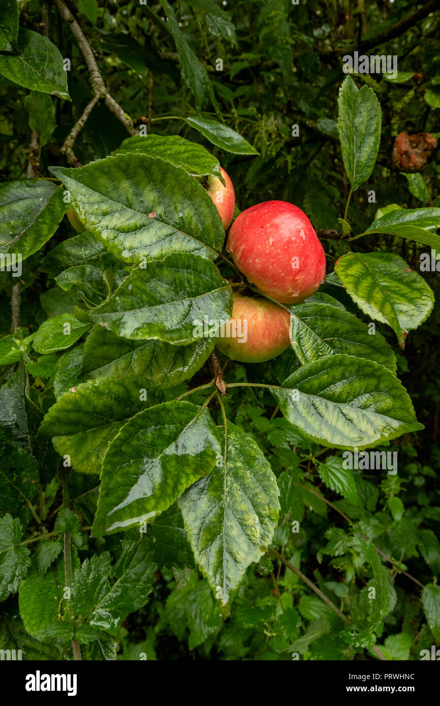 Le mele rosse appese su un ramo pronto per essere raccolto nel Somerset REGNO UNITO Foto Stock