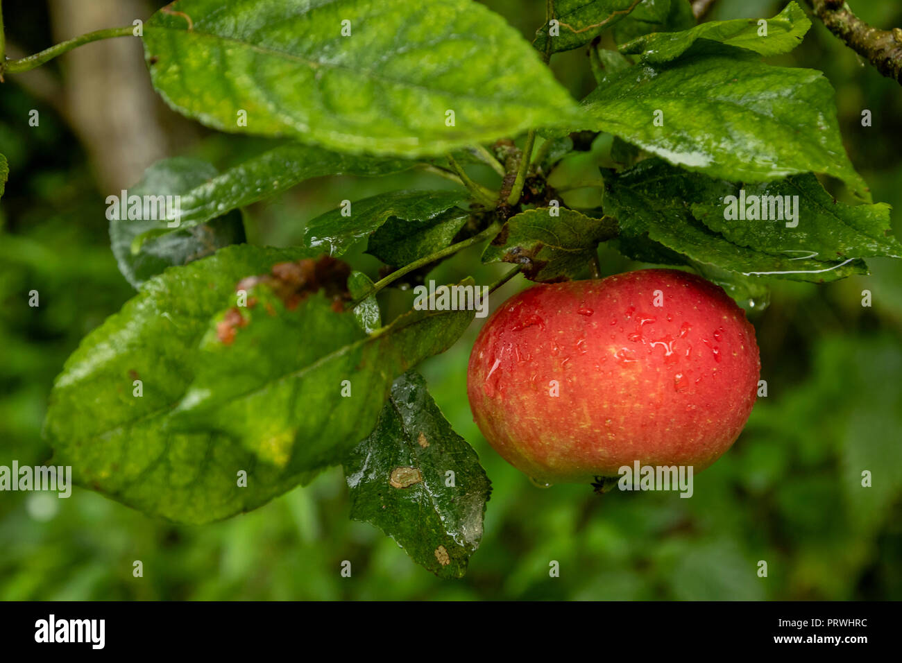 Apple rosso appeso a un ramo maturo e pronto per il raccolto Somerset Inghilterra Foto Stock
