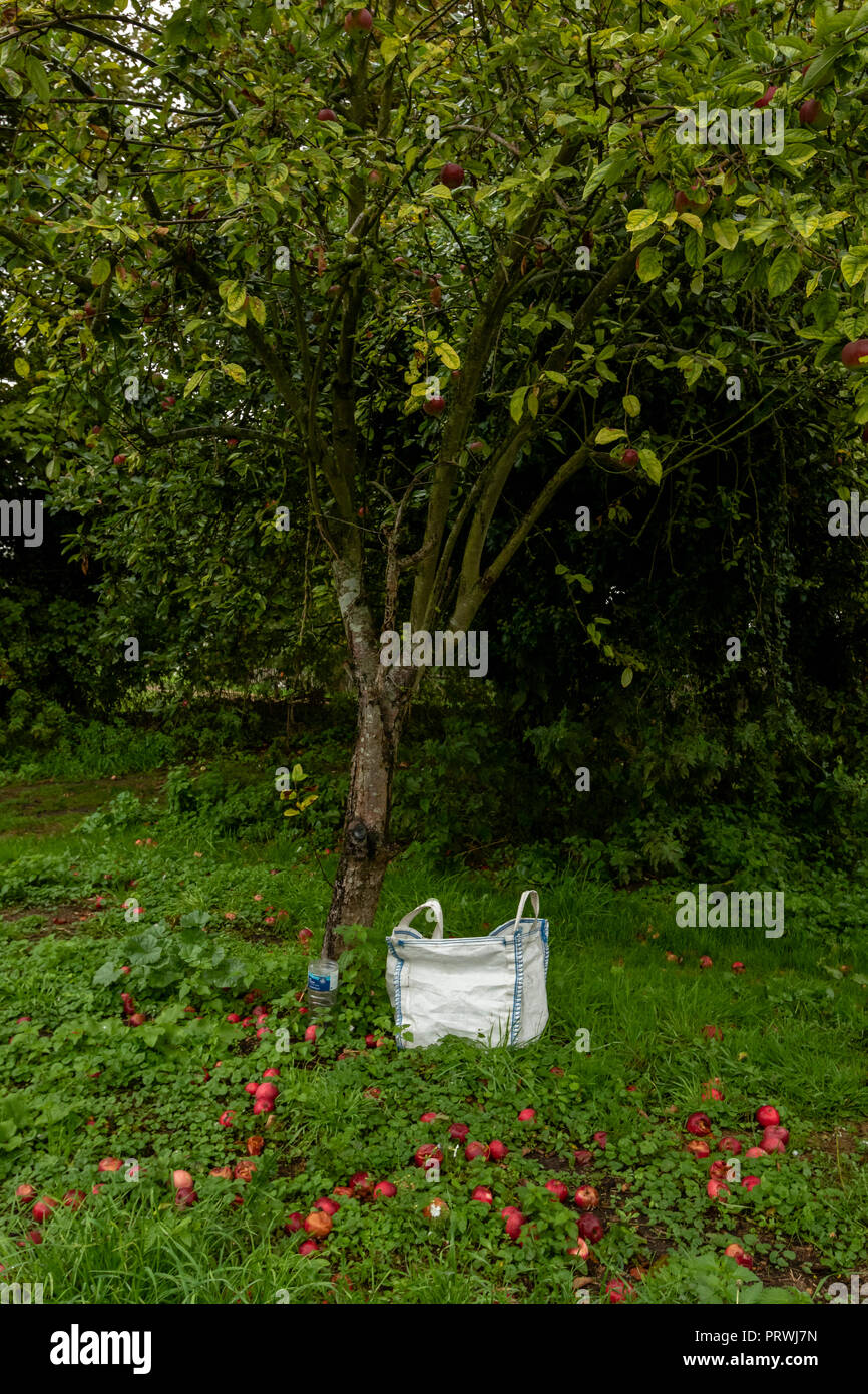 Le mele rosse sul terreno sotto il melo con un sacchetto per la raccolta sotto agli alberi, Somerset REGNO UNITO Foto Stock