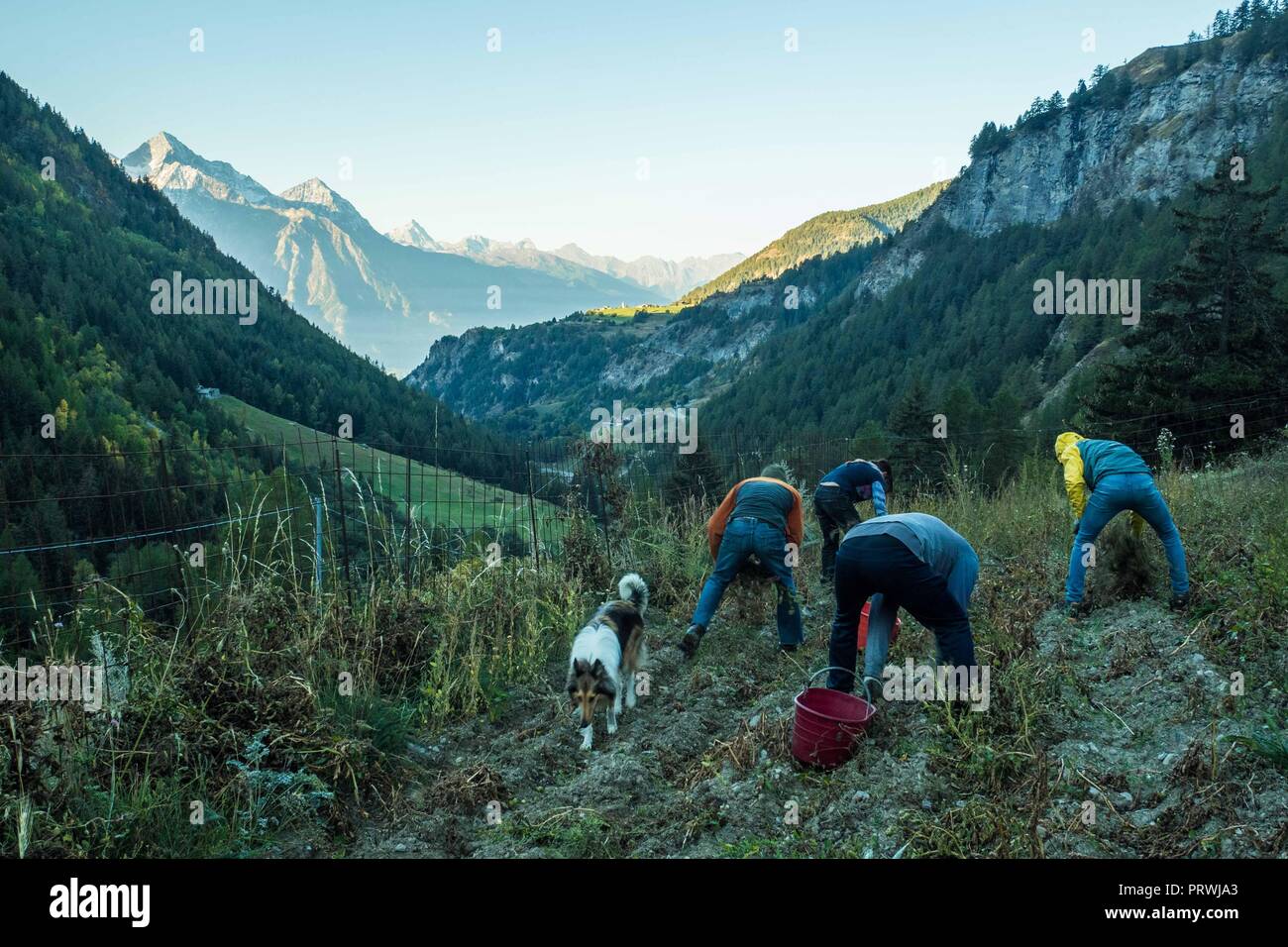 La raccolta di patate in un campo di organico in Valle d'Aosta NW Italia Foto Stock