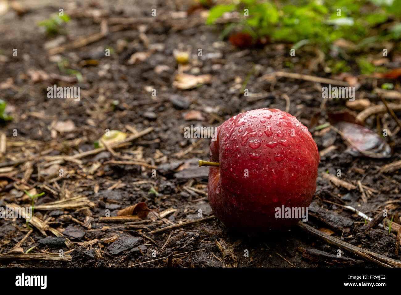 Red apple sul terreno, caduto da un albero durante la stagione del raccolto di Somerset Inghilterra Foto Stock