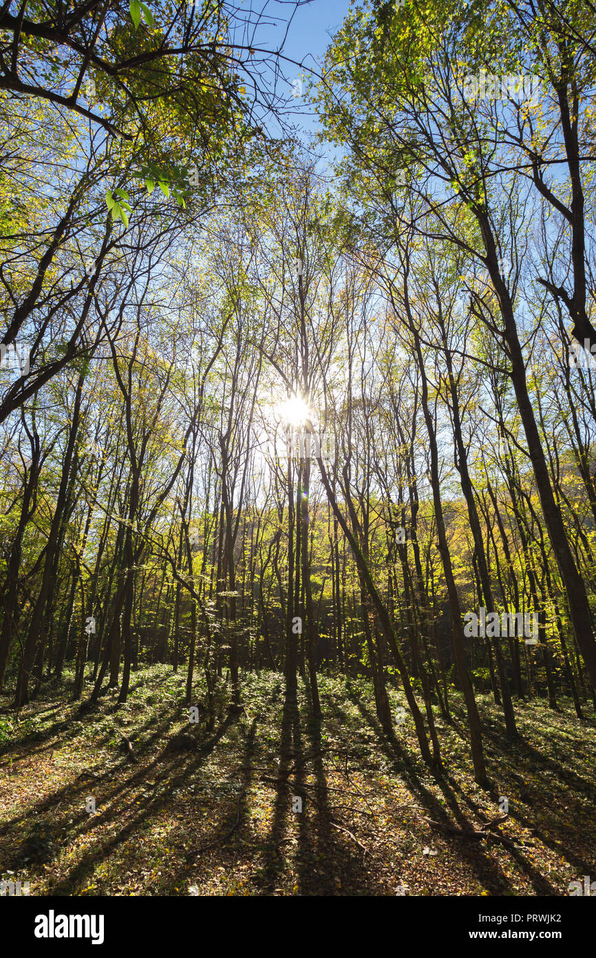 Alberi di foresta al giorno di sole Foto Stock