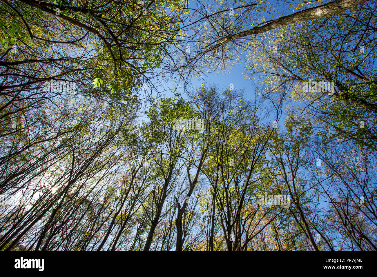 Alberi di foresta al giorno di sole Foto Stock