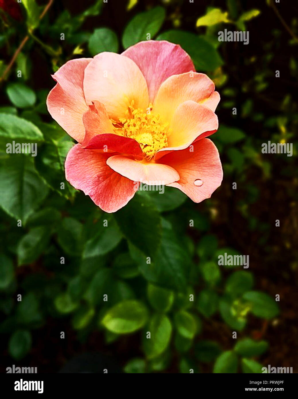 Caduta di pioggia su un fiore Foto Stock