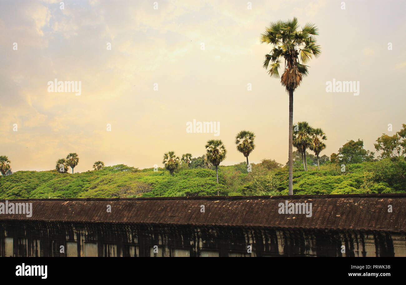 Natura tropicale con palme di zucchero dietro le antiche mura di Angkor Wat nella zona di Angkor, vicino a Siem Reap, Cambogia, in Asia. Foto Stock