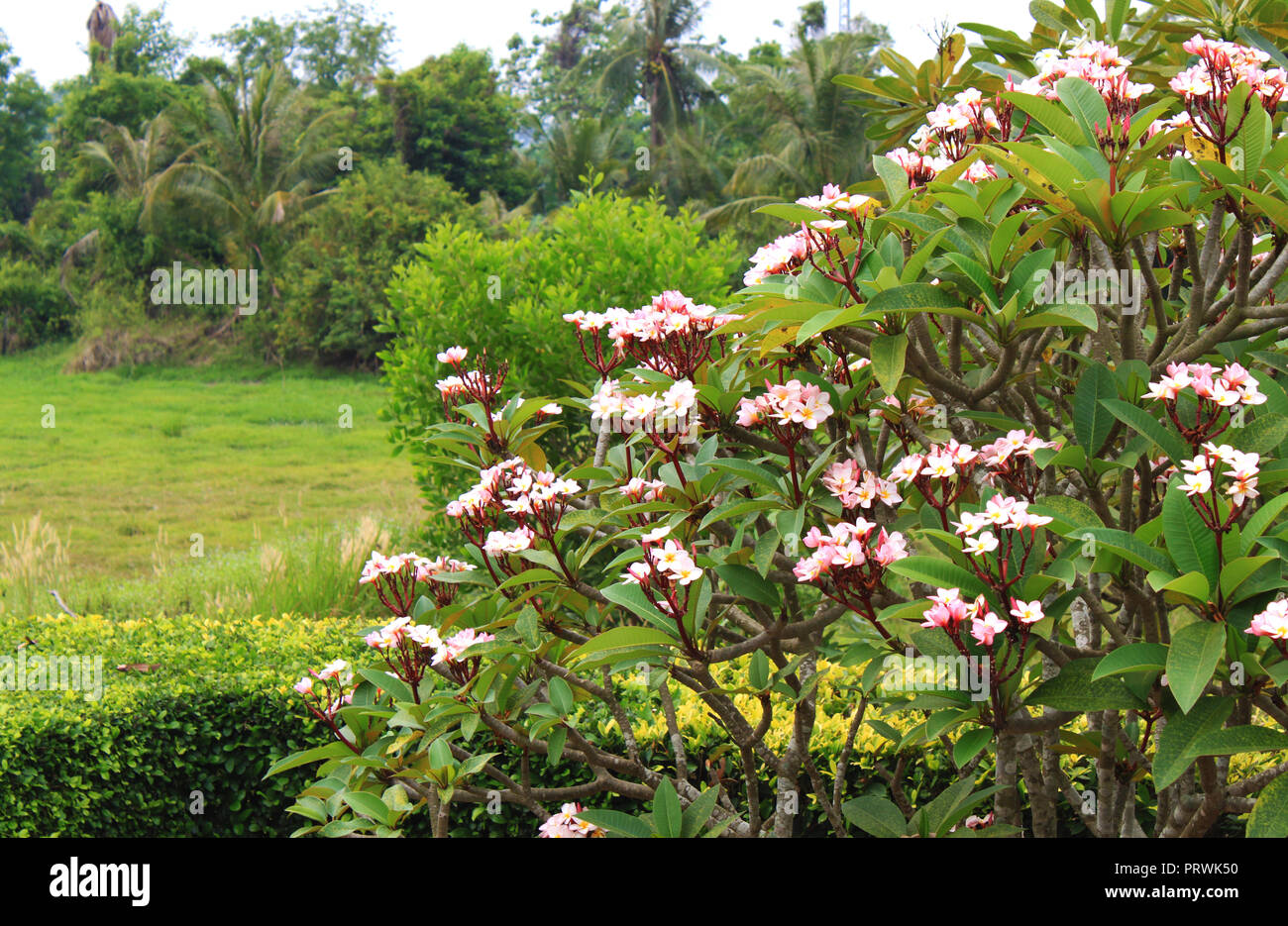 Piante lussureggianti, bianco e rosa blooming oleandri in Bangkok (Krung Thep), Tailandia, in Asia. Natura asiatici dello sfondo. Foto Stock