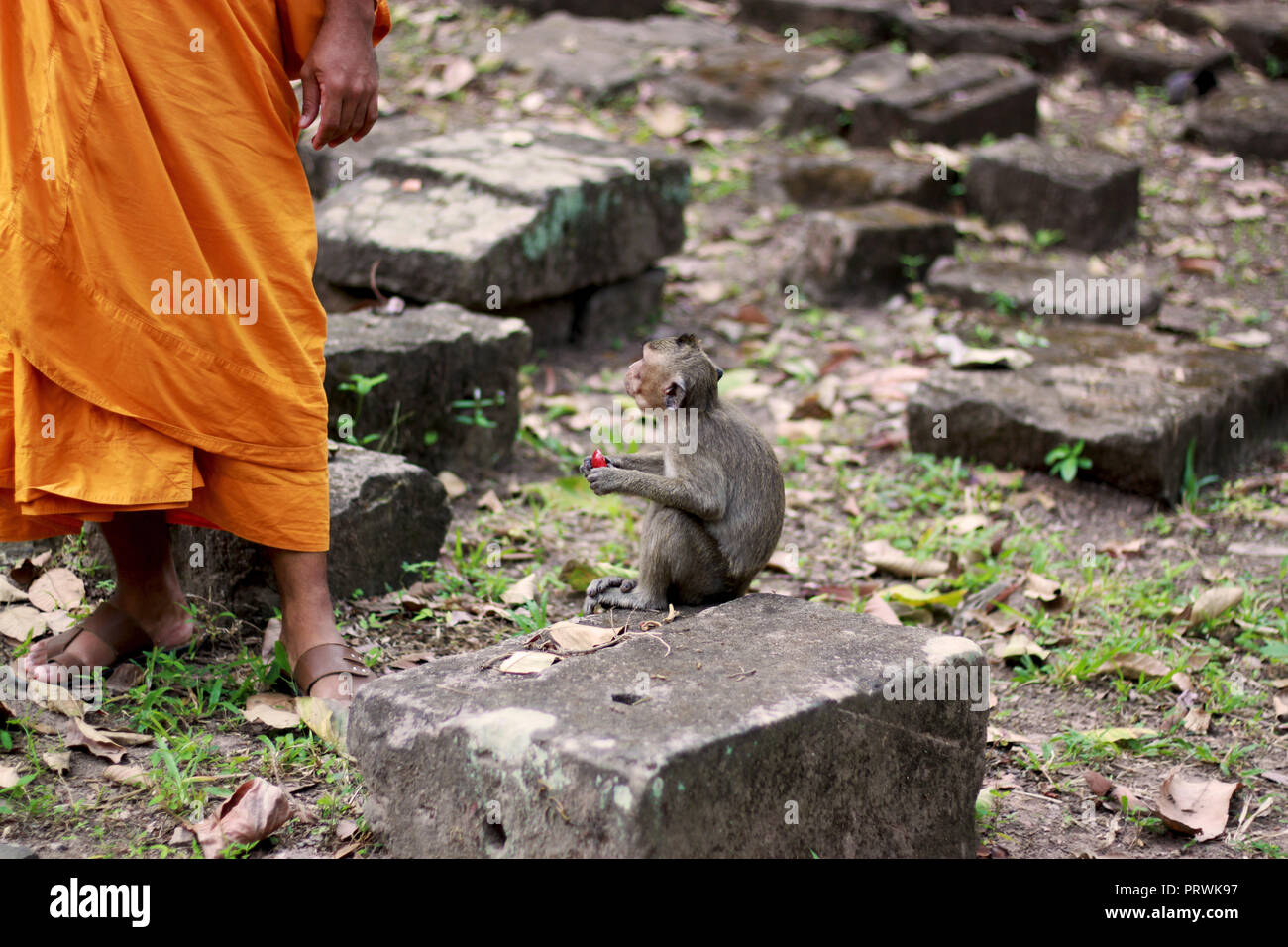 Monkey mangiare la frutta e la visione di un monaco buddista che indossa vesti arancione in Angkor Wat, Siem Reap, Cambogia, in Asia. Foto Stock