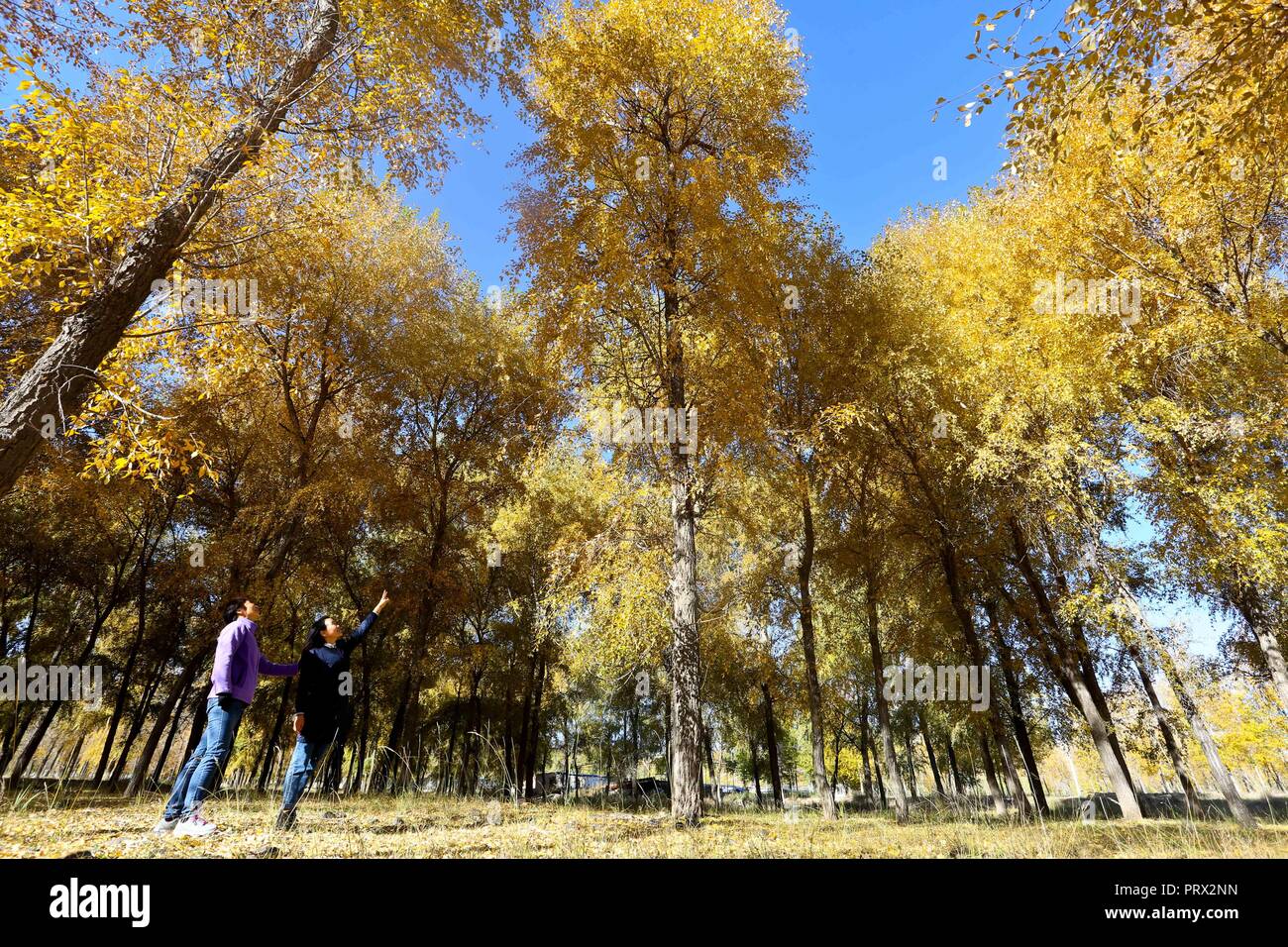 Zhangye, la Cina della provincia di Gansu. 4 Ott 2018. Il turista a godere il paesaggio autunnale del Qilian montagne tibetane township di Mati in Sunan Yugur contea autonoma, a nord-ovest della Cina di Provincia di Gansu, Ottobre 4, 2018. Credito: Wang Jiang/Xinhua/Alamy Live News Foto Stock