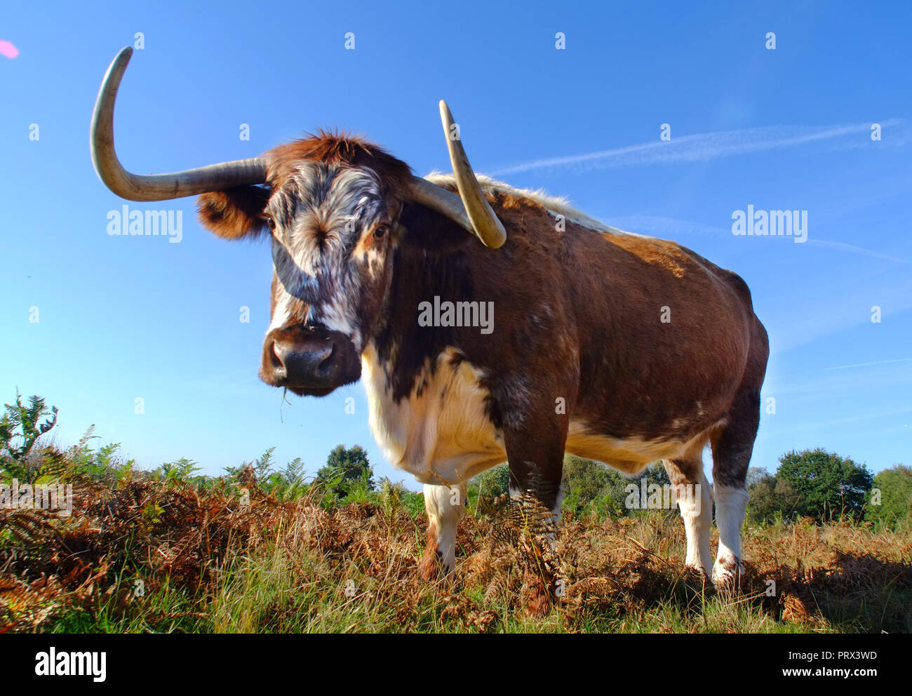 Chailey, East Sussex, 5 ottobre 2018. Inglese longhorn il pascolo di bestiame su Chailey comune, riserva naturale, East Sussex. Il bestiame è stato portato in specie di alberi di comando e shurbs che minacciano le aree di pascolo della comon. ©Peter Cripps/Alamy Live News Foto Stock