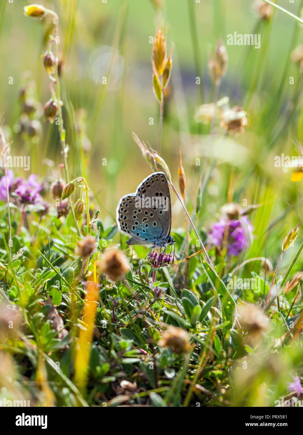 Grandi blue butterfly Maculinea arion Collard su Hill Somerset dopo il successo della sua reintroduzione nella metà degli anni ottanta dopo essere diventato estinti nel 1979 Foto Stock