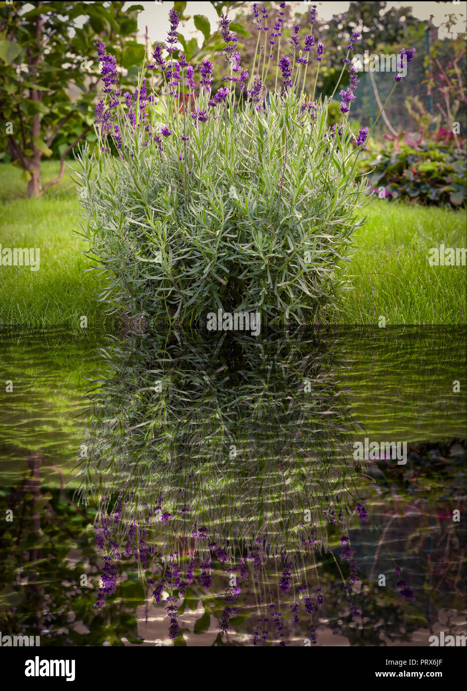 Marco fiori di lavanda in fiore nel giardino prato, effetto specchio Foto  stock - Alamy