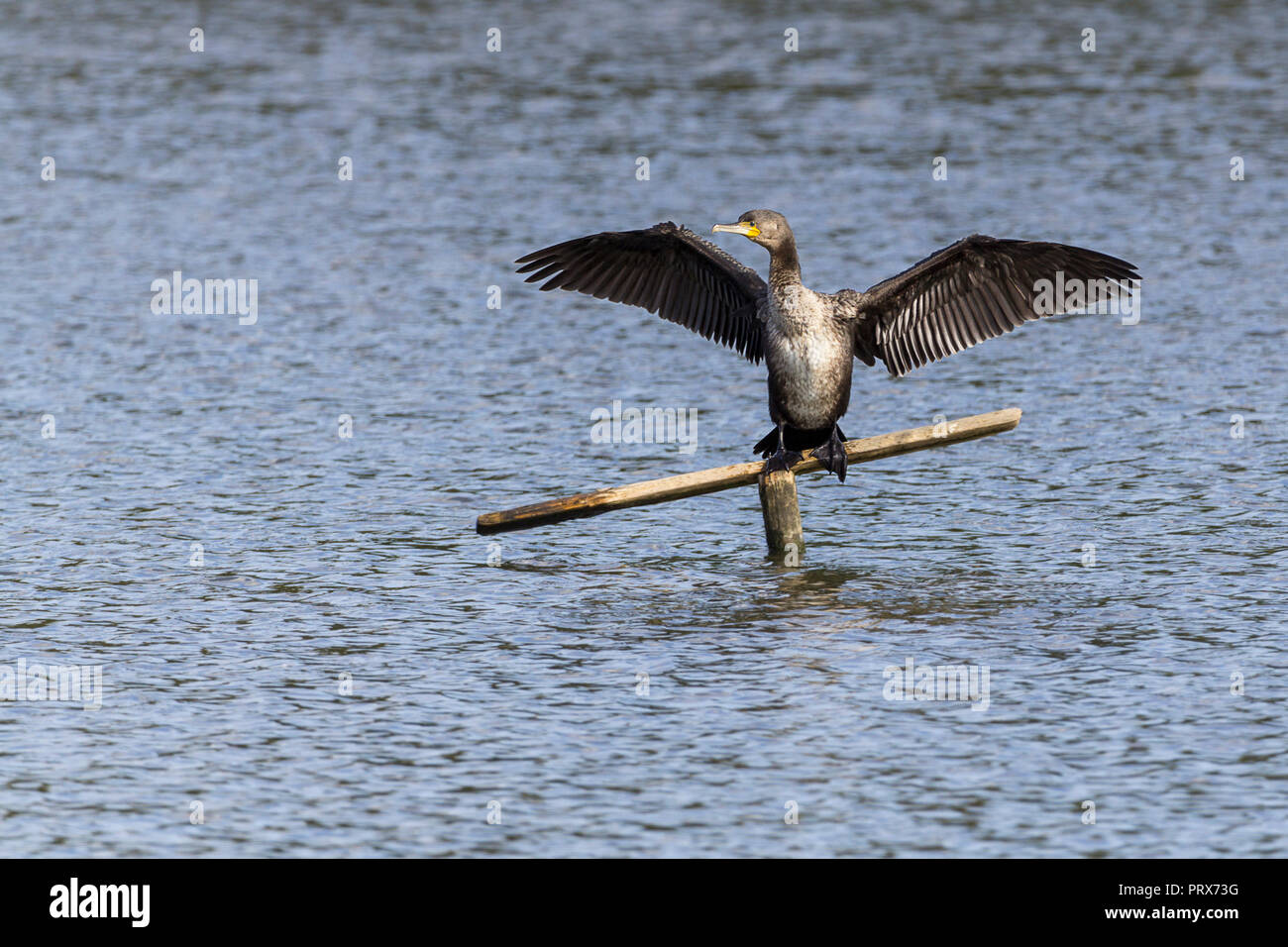 Cormorano (Phalacrocorax carbo) essiccare la sua diffusione fuori le ali dopo il nuoto e le immersioni per i pesci. Ha un gancio ad uncino bill fronte piatta e nerastra del piumaggio. Foto Stock