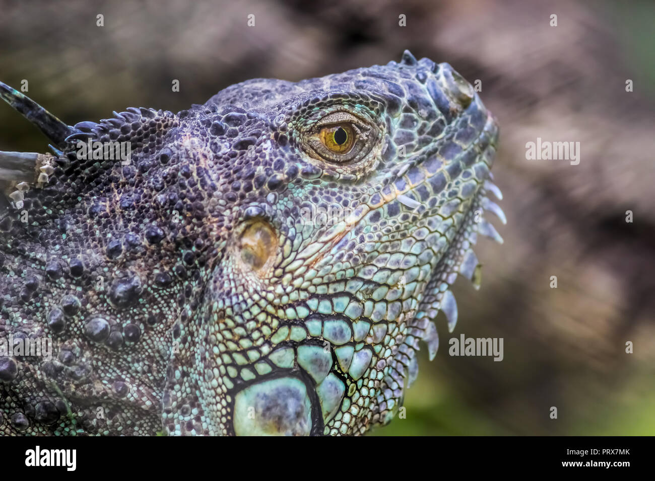 Ritratto di Iguana Foto Stock