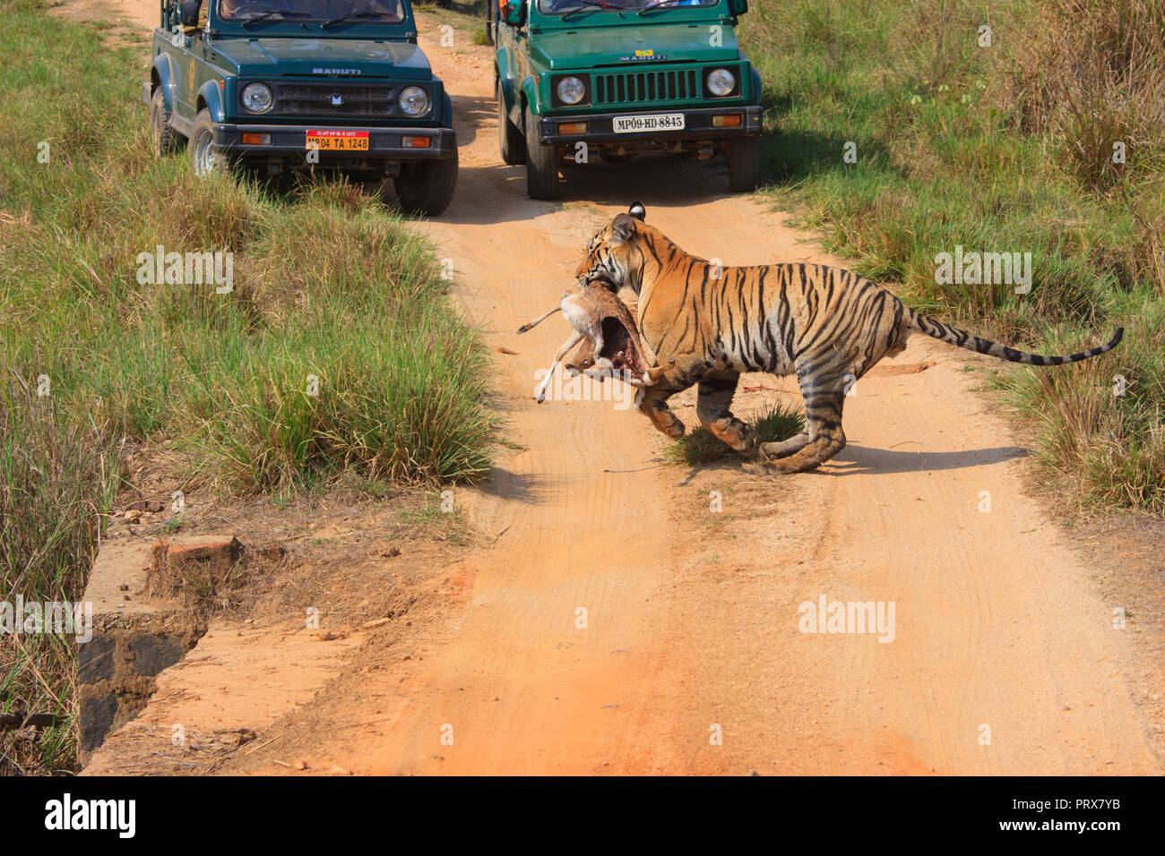 Tiger con Kill - presso il Parco Nazionale di Kanha (India) Foto Stock