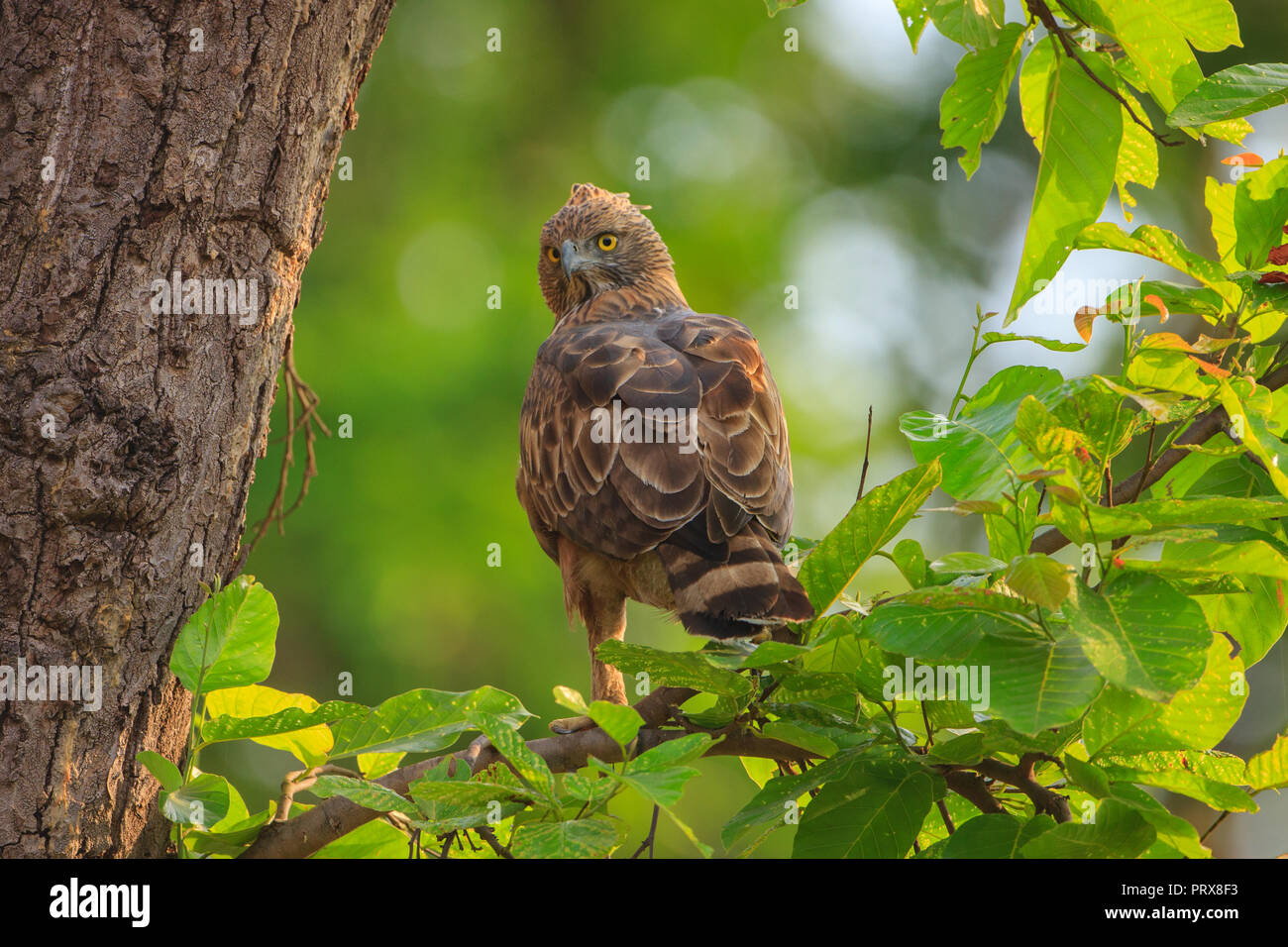 Modificabile Hawk Eagle - presso il Parco Nazionale di Kanha Foto Stock