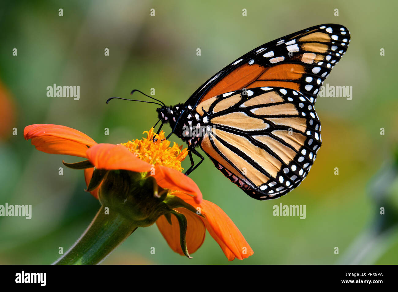 Farfalla monarca su Tithonia diversifolia o messicano di semi di girasole. Il monarca è un milkweed butterfly nella famiglia Nymphalidae . Foto Stock