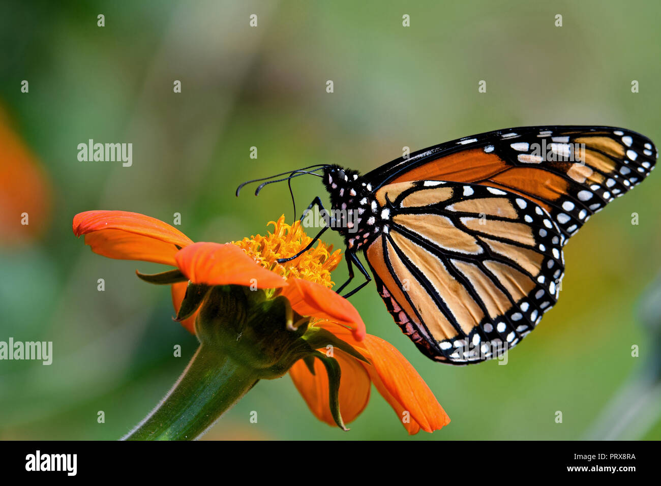 Farfalla monarca su Tithonia diversifolia o messicano di semi di girasole. Il monarca è un milkweed butterfly nella famiglia Nymphalidae . Foto Stock