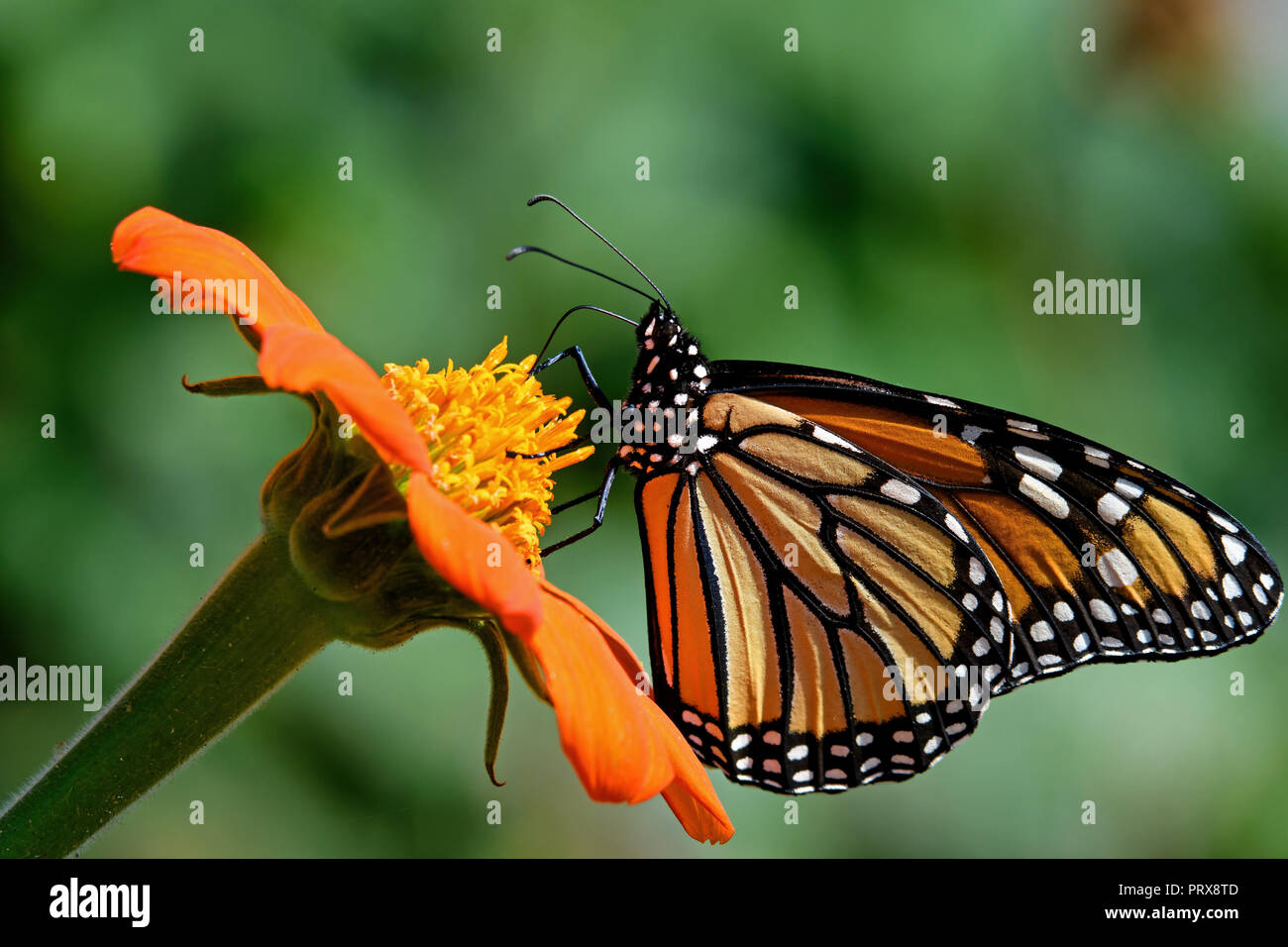 Farfalla monarca su Tithonia diversifolia o messicano di semi di girasole. Il monarca è un milkweed butterfly nella famiglia Nymphalidae . Foto Stock