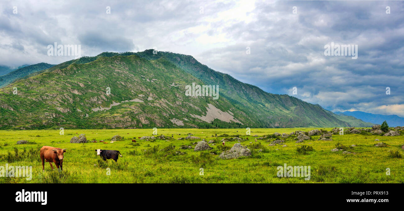 Mandria di mucche al pascolo su prato alpino in una valle di montagna, montagne di Altai, Russia - zona agricola di sviluppo di bovini da latte e da macello. Pictu Foto Stock