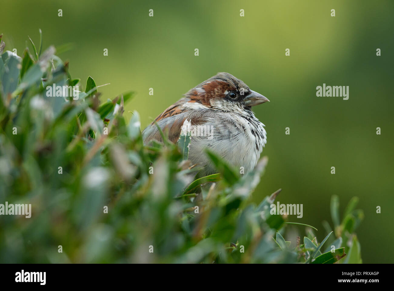 Tree sparrow. Nome scientifico: Passer montanus) maschio tree sparrow appollaiato in habitat naturale del giardino arbusti. Rivolto verso destra. Orizzontale. Foto Stock