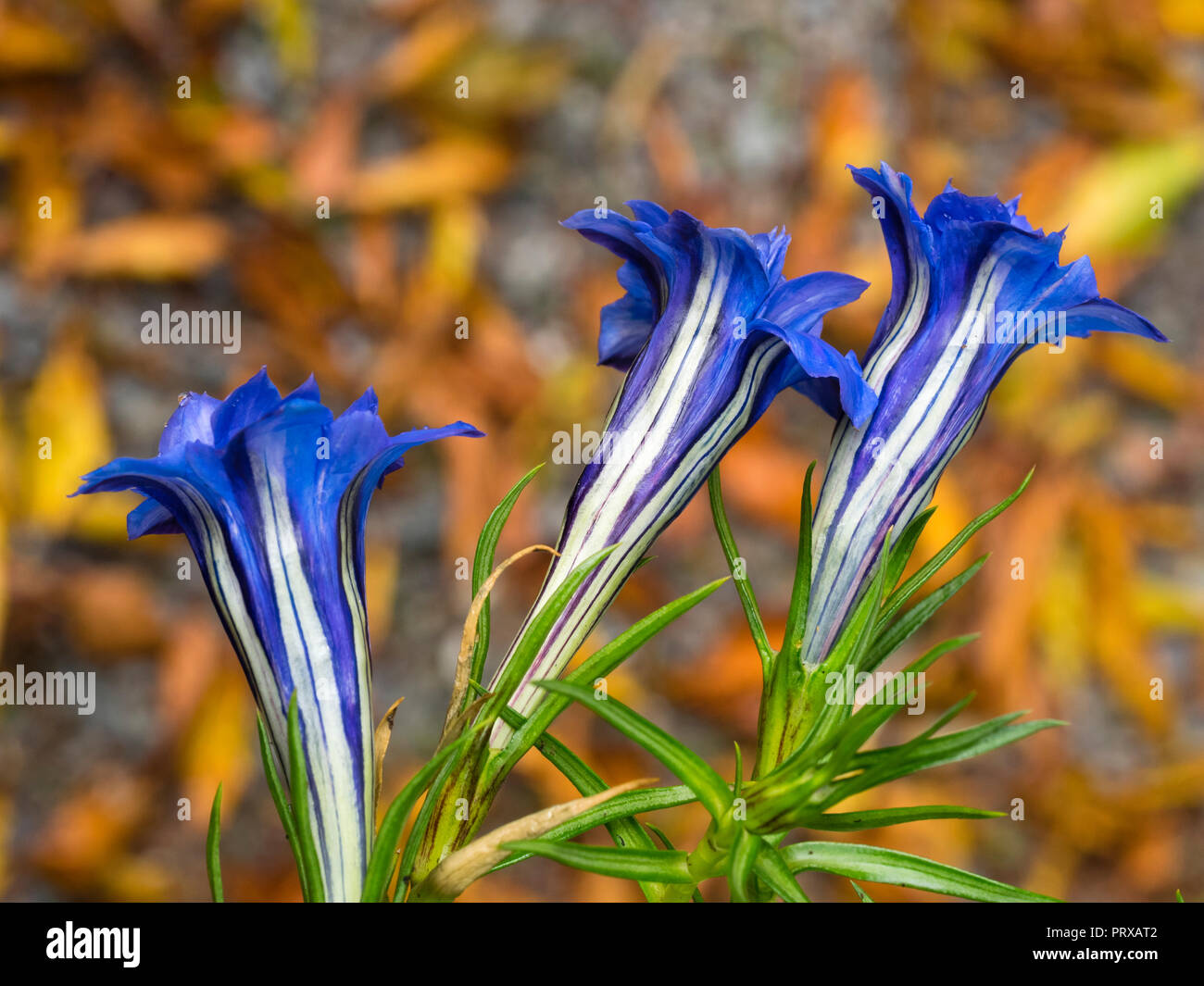 Rigato bianco blu double fiori di di Hardy, Autunno fioritura perenne alpina genziana, Gentiana sino-ornata 'Eugens Allerbester' Foto Stock