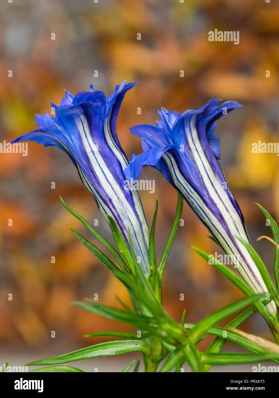 Rigato bianco blu double fiori di di Hardy, Autunno fioritura perenne alpina genziana, Gentiana sino-ornata 'Eugens Allerbester' Foto Stock