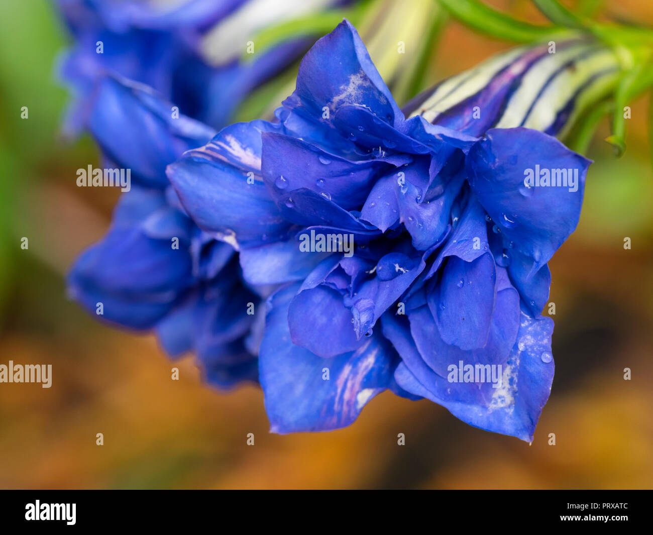 Rigato bianco blu double fiori di di Hardy, Autunno fioritura perenne alpina genziana, Gentiana sino-ornata 'Eugens Allerbester' Foto Stock