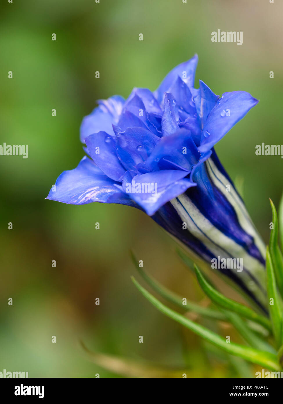 Rigato bianco blu double fiori di di Hardy, Autunno fioritura perenne alpina genziana, Gentiana sino-ornata 'Eugens Allerbester' Foto Stock