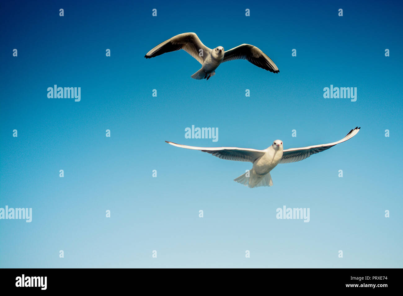 Coppia di gabbiani volare nel cielo sullo sfondo Foto Stock