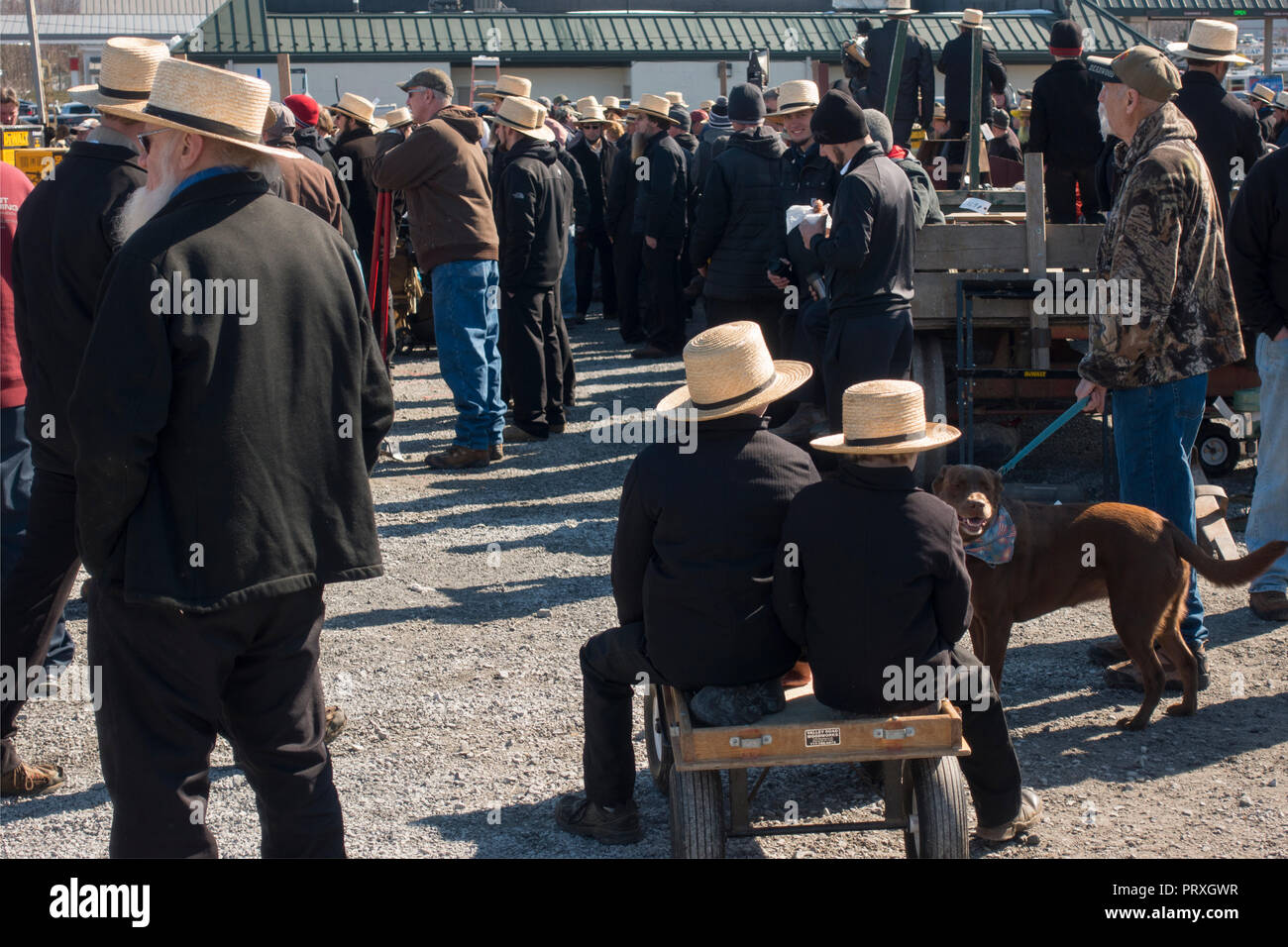 Amish buggy vendita Lancaster PA Foto Stock