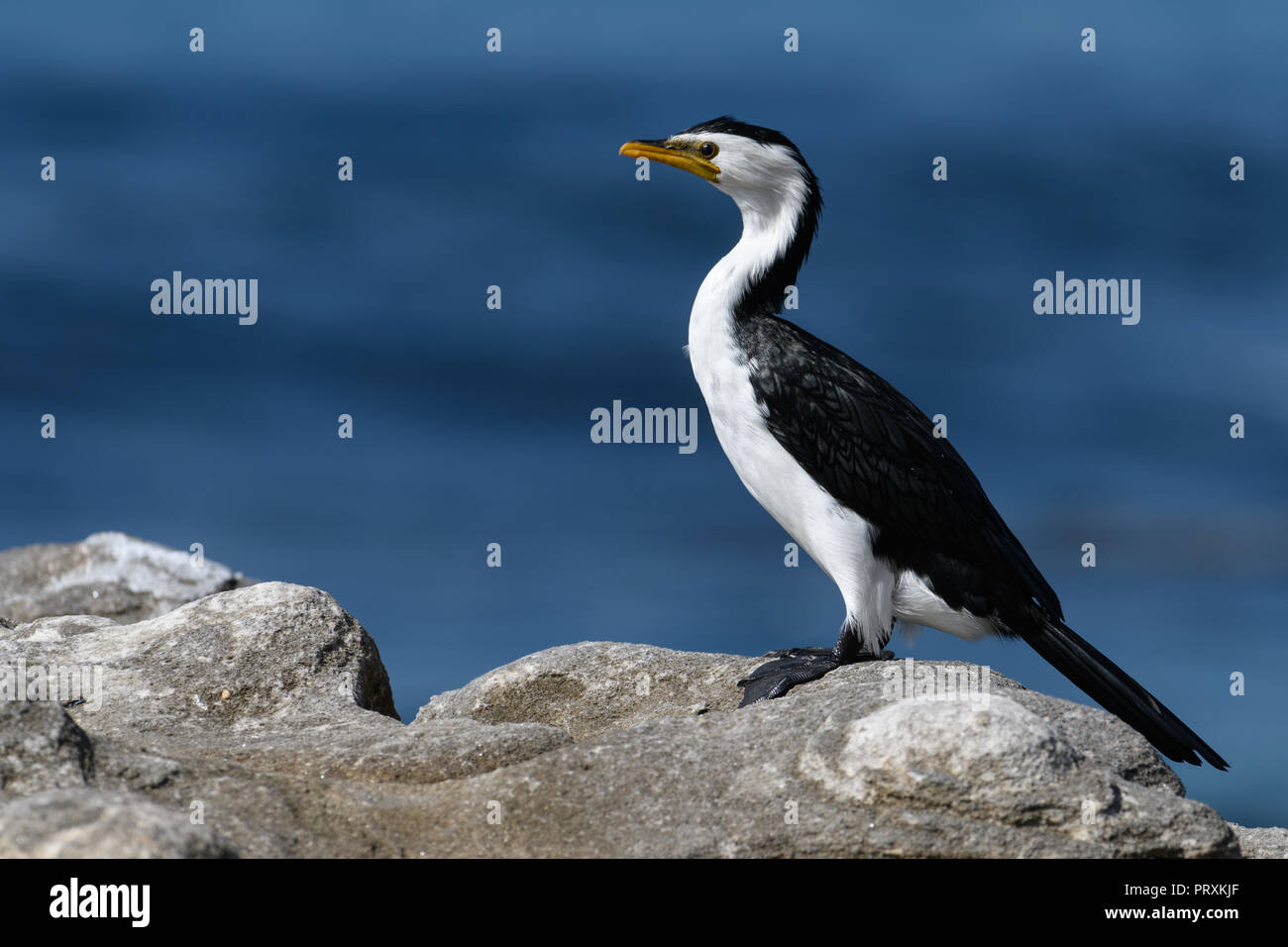 Cormorano uccello in piedi su una roccia Foto Stock