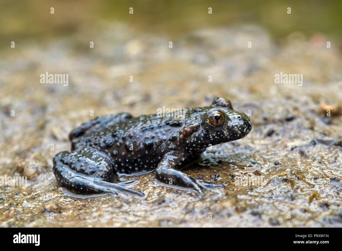 Unione fire-panciuto toad (Bombina bombina) nativa per Europa continentale Foto Stock