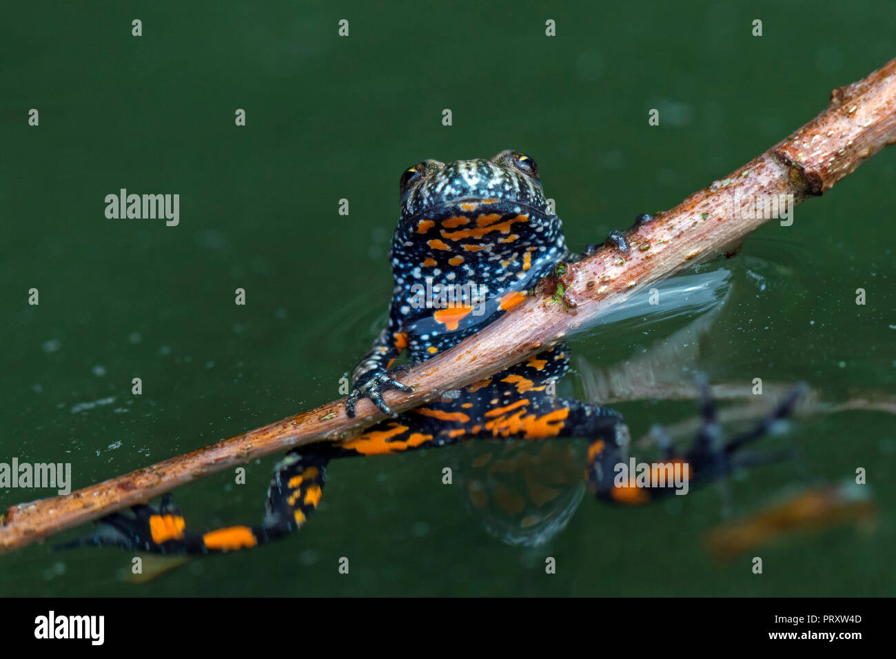 Unione fire-panciuto toad (Bombina bombina) in stagno, nativo per l'Europa continentale, che mostra macchie di colore arancione sul lato inferiore Foto Stock