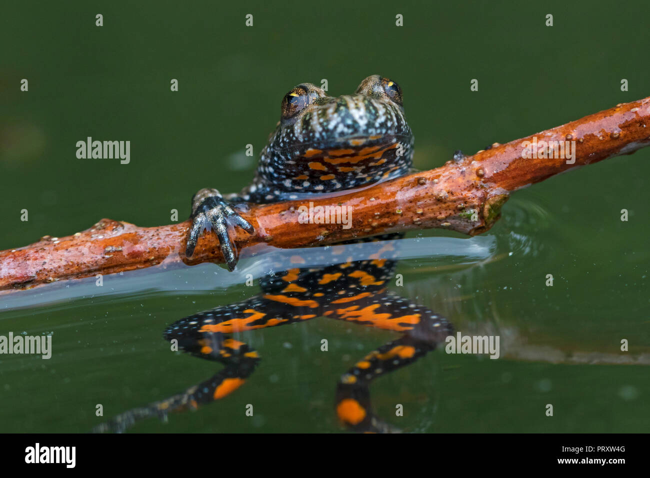 Unione fire-panciuto toad (Bombina bombina) in stagno, nativo per l'Europa continentale, che mostra macchie di colore arancione sul lato inferiore Foto Stock