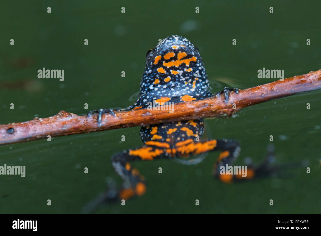 Unione fire-panciuto toad (Bombina bombina) in stagno, nativo per l'Europa continentale, che mostra macchie di colore arancione sul lato inferiore Foto Stock