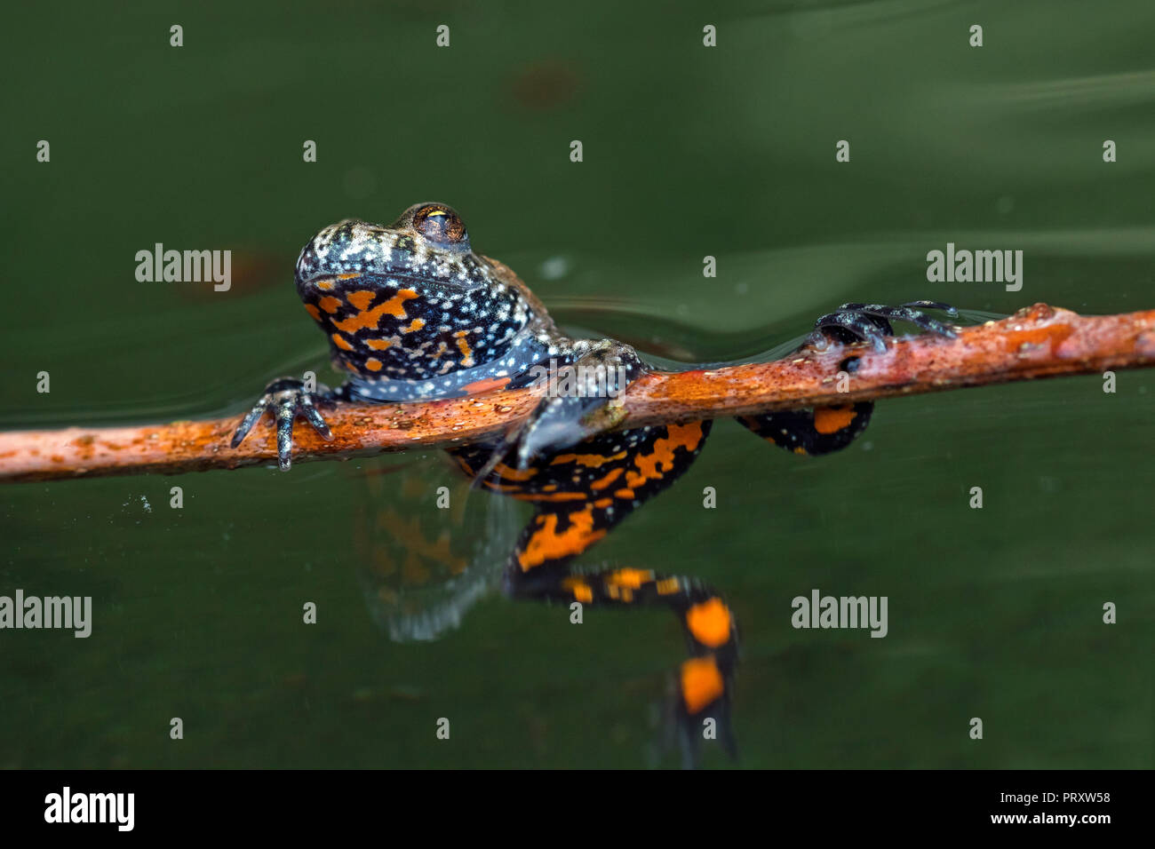 Unione fire-panciuto toad (Bombina bombina) in stagno, nativo per l'Europa continentale, che mostra macchie di colore arancione sul lato inferiore Foto Stock