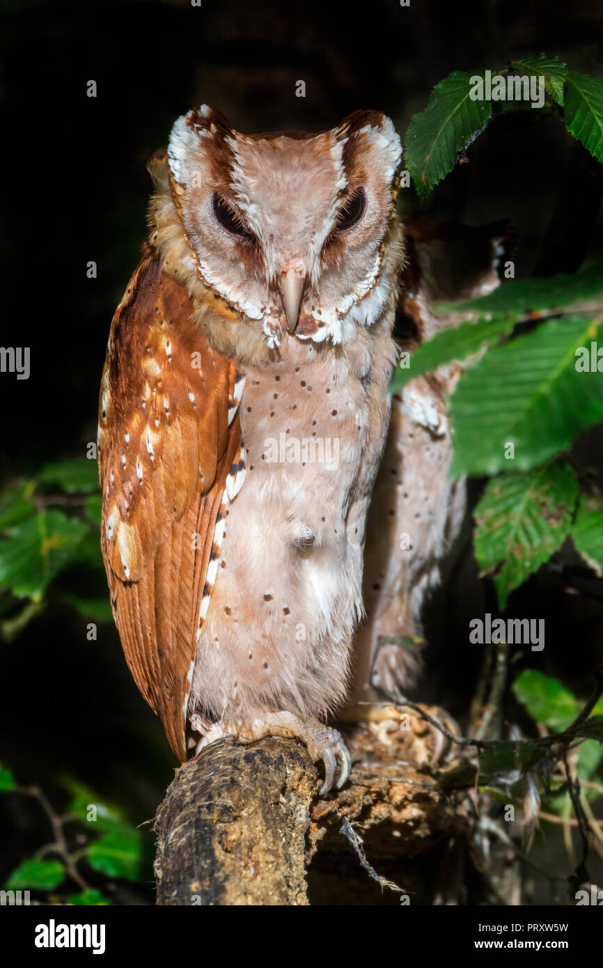 Oriental Bay il gufo (Phodilus badius) giovane arroccato nella struttura ad albero di notte, nativo per il sud-est asiatico Foto Stock