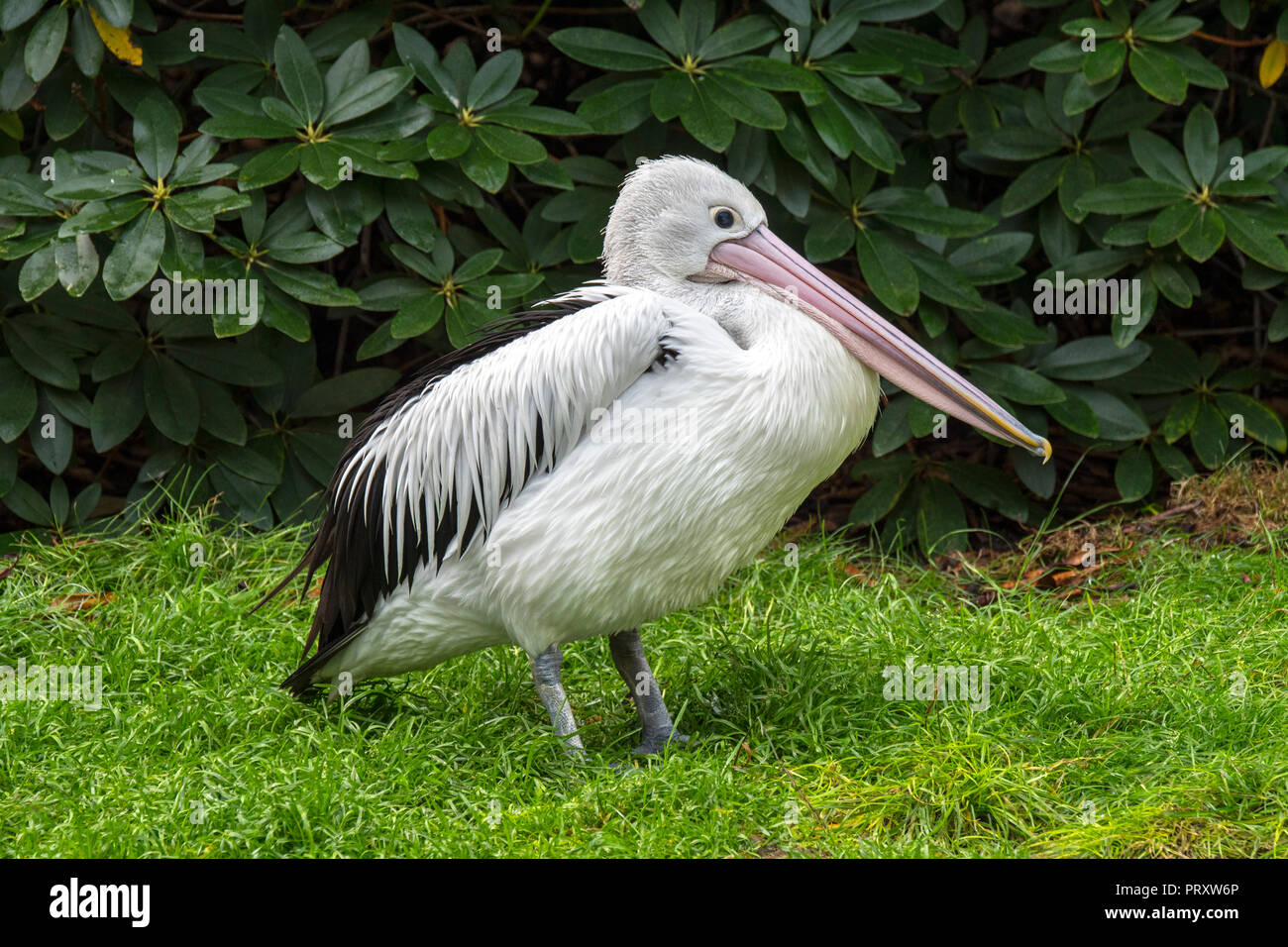 Pellicano australiano (Pelecanus conspicillatus) nativi in Australia e in Nuova Guinea Foto Stock