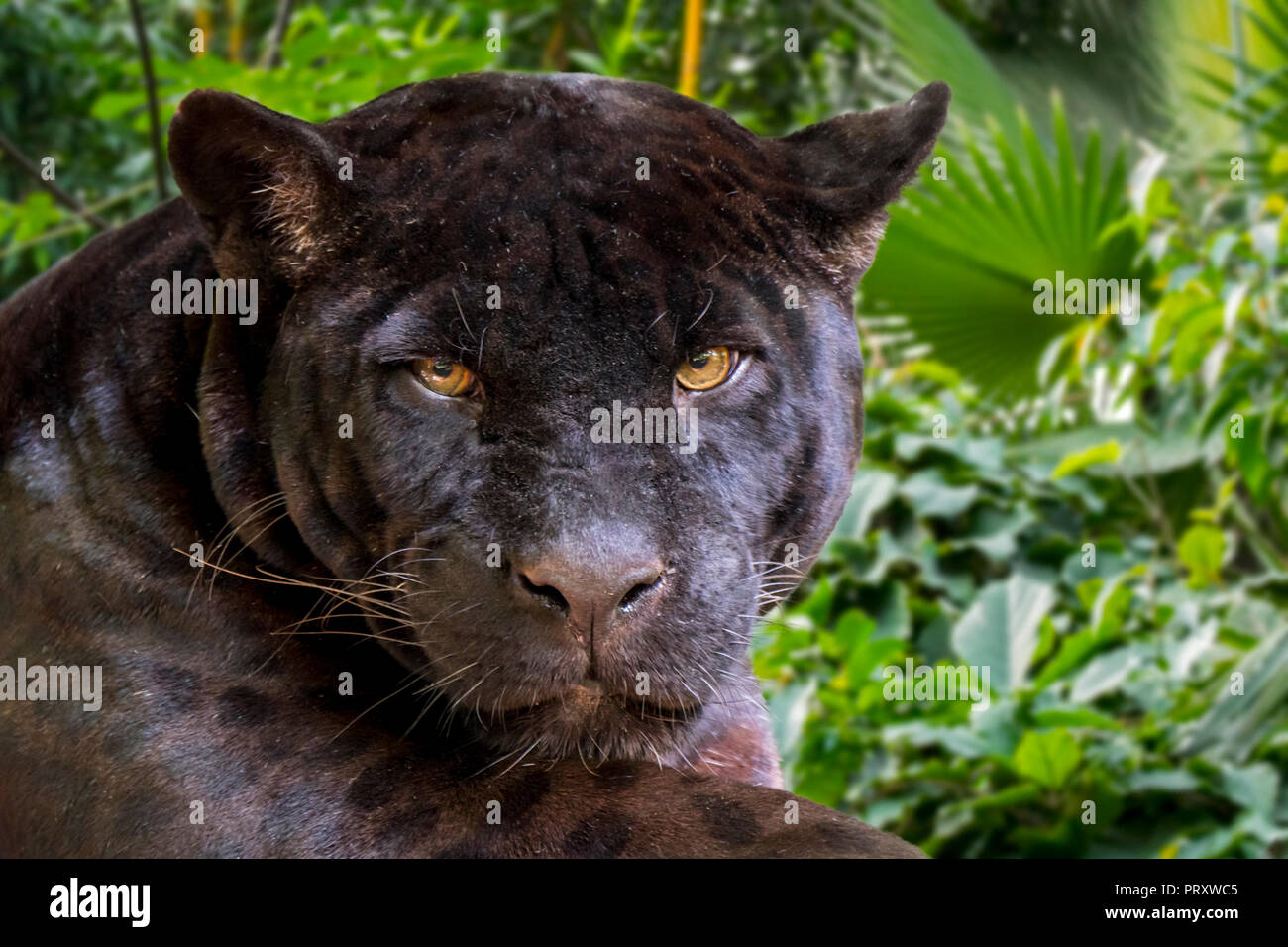 Close up ritratto di melanistic jaguar / Black Panther (Panthera onca), colore nero morph, nativo di America Centrale e America del Sud Foto Stock