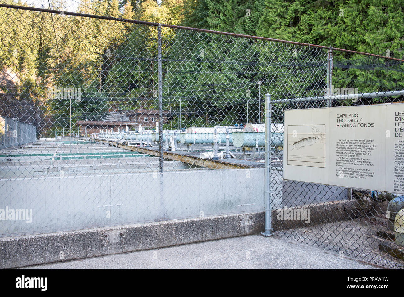 Recintato nella zona del fiume Capilano Parco Regionale Fish Hatchery allevamento abbeveratoi e stagni, North Vancouver, British Columbia Foto Stock