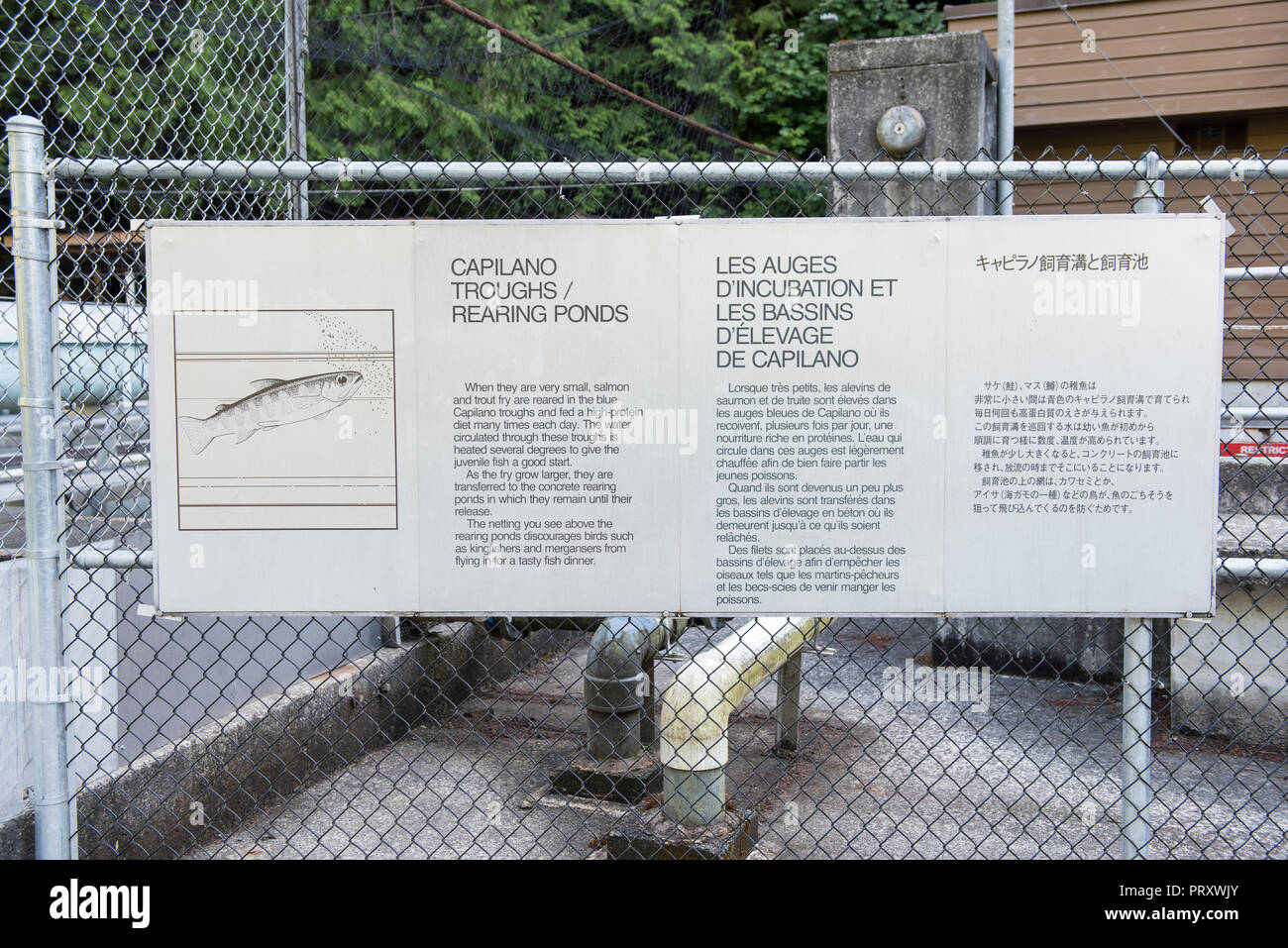 Recintato nella zona del fiume Capilano Parco Regionale Fish Hatchery allevamento abbeveratoi e stagni, con informazioni pubbliche, North Vancouver, British Columbia Foto Stock