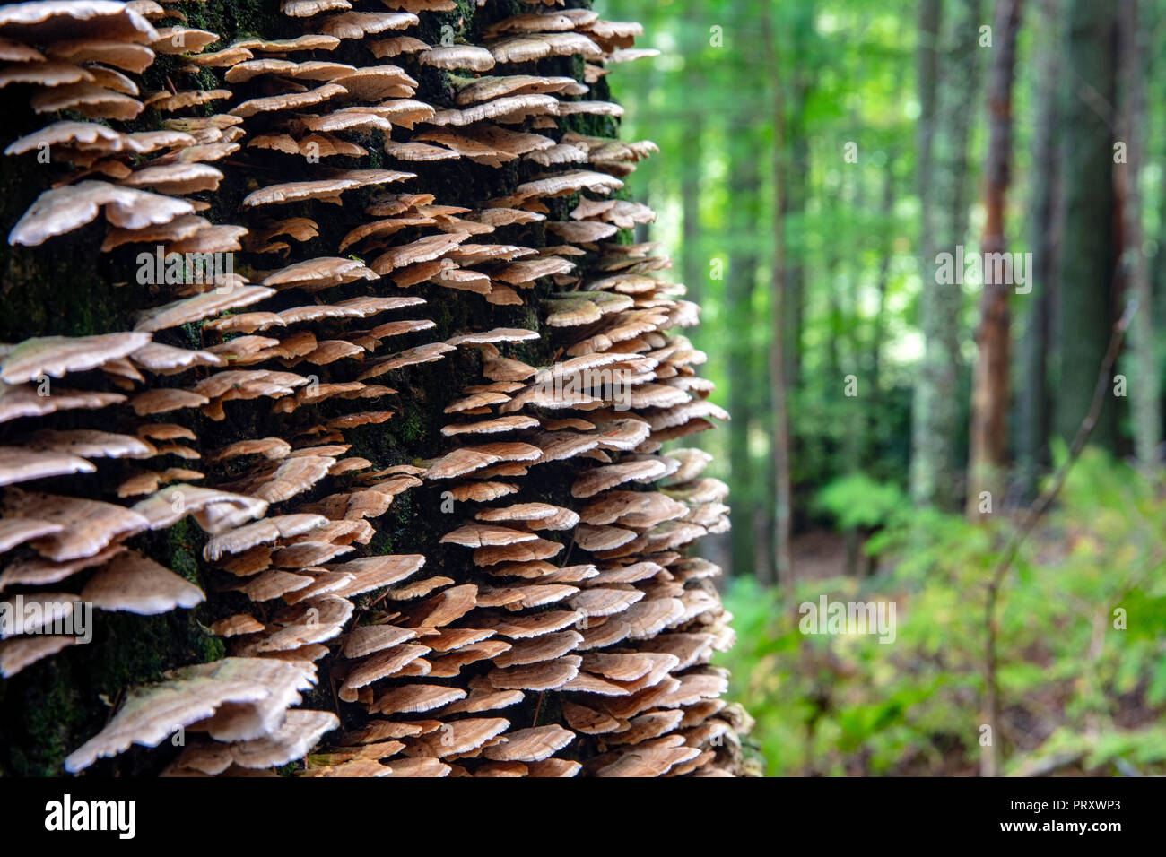 Staffa di specie di funghi (Polypores) - Brevard, North Carolina, STATI UNITI D'AMERICA Foto Stock