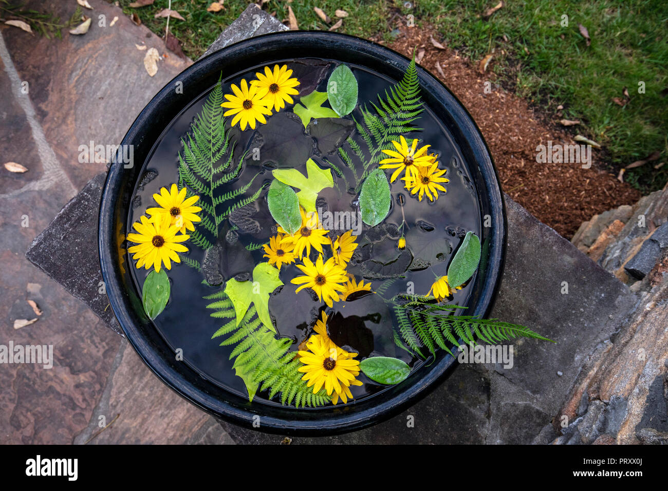 Fiori di colore giallo e di felci galleggianti in acqua - North Carolina Arboretum, Asheville, North Carolina, STATI UNITI D'AMERICA Foto Stock