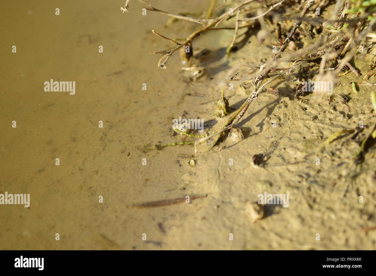 Due baby Mediterraneo dipinta rane, Discoglossus pictus, piccole froglets dopo la metamorfosi da girini, in appoggio sul bordo di una piscina di acqua di Malta Foto Stock